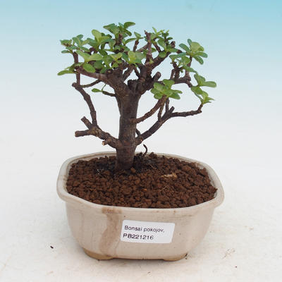 Pokojová bonsai - Portulakaria Afra - Tlustice - 1