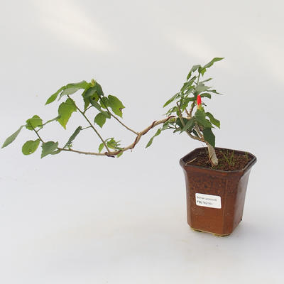 Pokojová bonsai -Hibiscus- malokvětý ibišek - 1