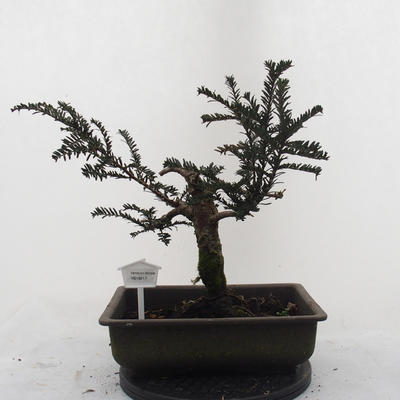 Venkovní bonsa - Malolistý tis - Taxus bacata Adpresa - 1