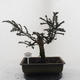 Venkovní bonsa - Malolistý tis - Taxus bacata Adpresa - 1/5