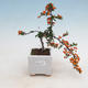Venkovní bonsai-Pyracanta Teton -Hlohyně - 1/2