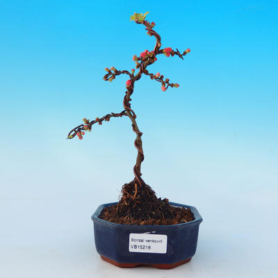 Venkovní bonsai - Chaneomeles s. Red Joy - Kdoulovec - 1