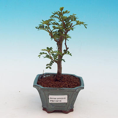 Pokojová bonsai -Pepřovník PB213218 - 1