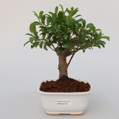 Pokojová bonsai - Australská třešeň - Eugenia uniflora - 1