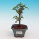 Pokojová bonsai -Pepřovník PB213218 - 1/4
