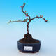 Venkovní bonsai - Chaneomeles s. Red Joy - Kdoulovec - 1/4