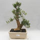 Pokojová bonsai - Buxus harlandii - korkový buxus - 1/7