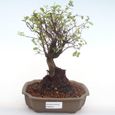 Pokojová bonsai - Sagerécie thea - Sagerécie thea  PB2203 - 1