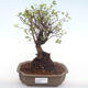 Pokojová bonsai - Sagerécie thea - Sagerécie thea  PB2203 - 1/4