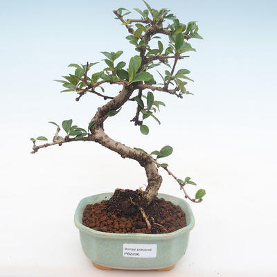Pokojová bonsai - Carmona macrophylla - Čaj fuki PB2206 - 1