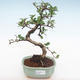 Pokojová bonsai - Carmona macrophylla - Čaj fuki PB2206 - 1/5