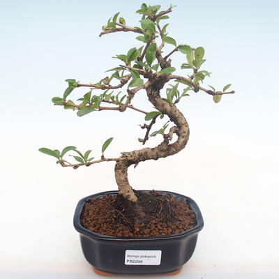Pokojová bonsai - Carmona macrophylla - Čaj fuki PB2208 - 1
