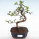 Pokojová bonsai - Carmona macrophylla - Čaj fuki PB2208 - 1/5