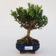 Pokojová bonsai - Buxus harlandii - 1/4