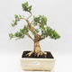 Pokojová bonsai - Buxus harlandii - korkový buxus - 1/7
