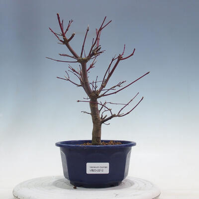 Venkovní bonsai - Javor palmatum DESHOJO - Javor dlanitolistý - 1