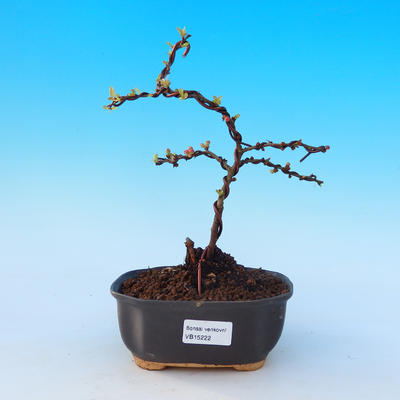 Venkovní bonsai - Chaneomeles s. Red Joy - Kdoulovec - 1