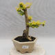 Pokojová bonsai -Ligustrum Aurea - Ptačí zob - 1/5