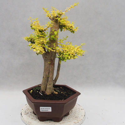 Pokojová bonsai -Ligustrum Aurea - Ptačí zob - 1