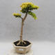 Pokojová bonsai -Ligustrum Aurea - Ptačí zob - 1/6