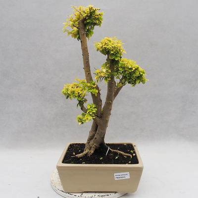 Pokojová bonsai -Ligustrum Aurea - Ptačí zob - 1