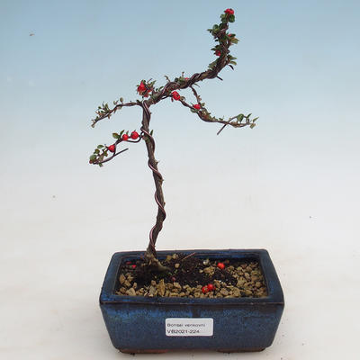Venkovní bonsai-Cotoneaster  - Skalník