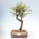 Venkovní bonsai - Metasequoia glyptostroboides - Metasekvoje čínská - 1/3