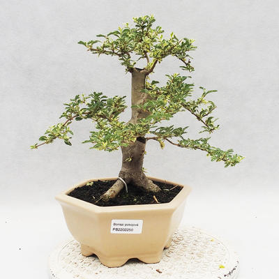 Pokojová bonsai -Ligustrum Variegata - Ptačí zob - 1