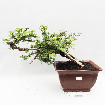 Pokojová bonsai -Phyllanthus Niruri- Smuteň - 1