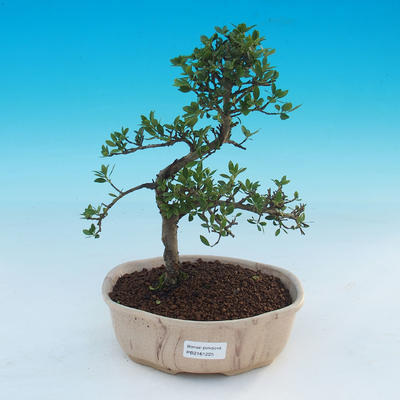 Pokojová bonsai - Ilex crenata -  Cesmína - 1