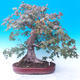 Venkovní bonsai -Javor babyka - Acer campestre - 1/7