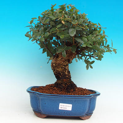 Venkovní bonsai - Korkový dub VB14226 - 1