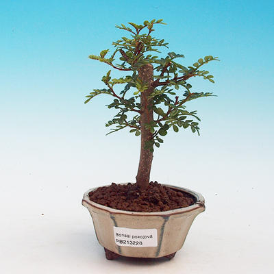 Pokojová bonsai - Pepřovník PB213226 - 1
