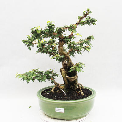 Pokojová bonsai -Phyllanthus Niruri- Smuteň - 1