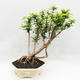 Pokojová bonsai -Phyllanthus Niruri- Smuteň - 1/5