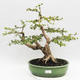 Pokojová bonsai - Cudrania equisetifolia - 1/5