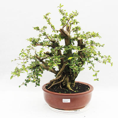 Pokojová bonsai - Cudrania equisetifolia - 1