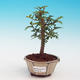Pokojová bonsai - Pepřovník PB213226 - 1/4