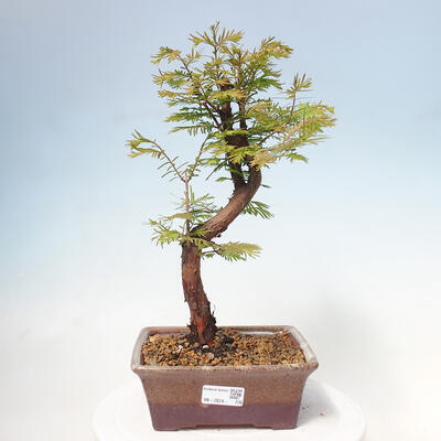 Venkovní bonsai - Metasequoia glyptostroboides - Metasekvoje čínská - 1