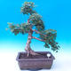 Venkovní bonsai -Javor babyka - Acer campestre - 1/5