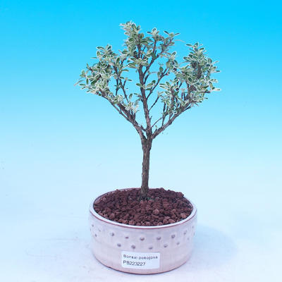 Pokojová bonsai - Serissa foetida - Strom tisíce hvězd - 1
