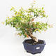 Pokojová bonsai - Australská třešeň - Eugenia uniflora - 1/5