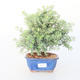 Pokojová bonsai -Westrigea sp. - Westringie - 1/3