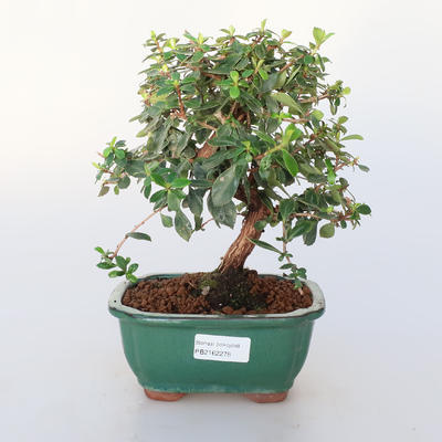 Pokojová bonsai -Wscallonia sp. - Zábluda - 1