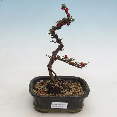 Venkovní bonsai-Cotoneaster  - Skalník