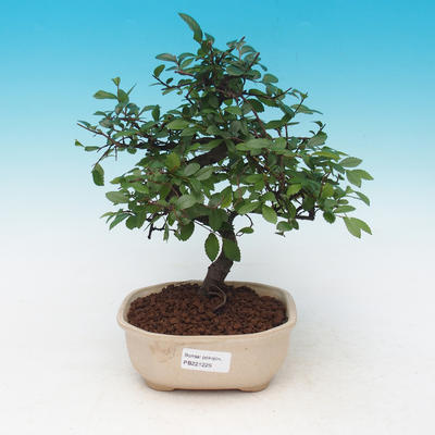 Pokojová bonsai - Malolistý jilm