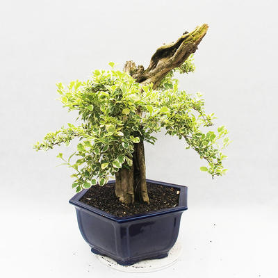 Pokojová bonsai - Duranta erecta Variegata - 1