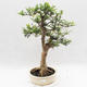 Pokojová bonsai - Fraxinus uhdeii - pokojový Jasan - 1/6