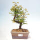 Venkovní bonsai - Metasequoia glyptostroboides - Metasekvoje čínská - 1/3