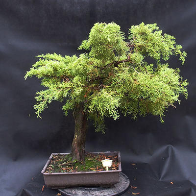 Jalovec - Juniperus sabina NO-22 - 1